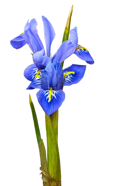 fialový iris reticulata - Fotografie, Obrázek