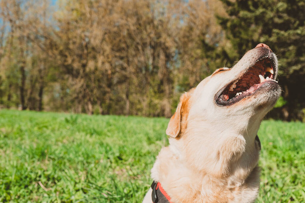 Λαμπραντόρ Ριτρίβερ γέλιο στο φόντο του πράσινου χόρτου. Ένα χαρούμενο σκυλί είναι ευχαριστημένο με ένα ταξίδι στη φύση.. - Φωτογραφία, εικόνα
