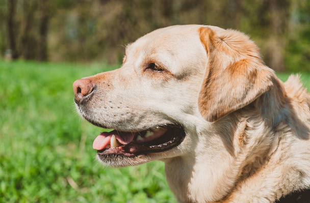 Portrait of an adult Labrador on a background of green grass. A happy dog is delighted with a trip to nature. - Foto, imagen