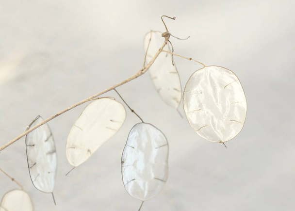 Künstlerische Fotografien der Lunaria-Pflanze, Silberpflanze, Zierpflanze, Fotos mit verschiedenen Schattierungen, die jedem eine andere Persönlichkeit verleihen. - Foto, Bild
