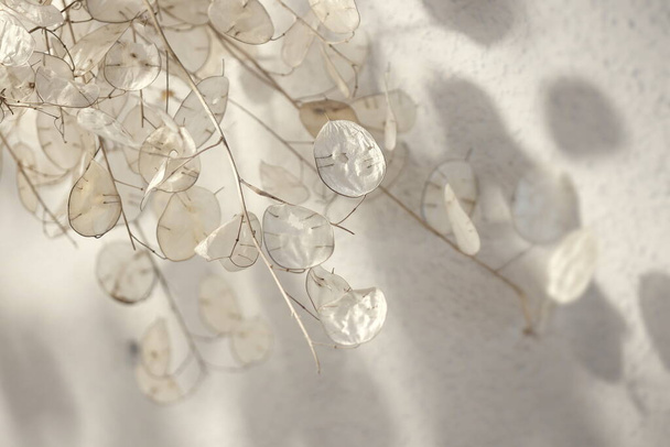 Artistic photographs of the lunaria plant, silver plant, ornamental plant, photos with various shades that give each one a different personality. - Photo, Image