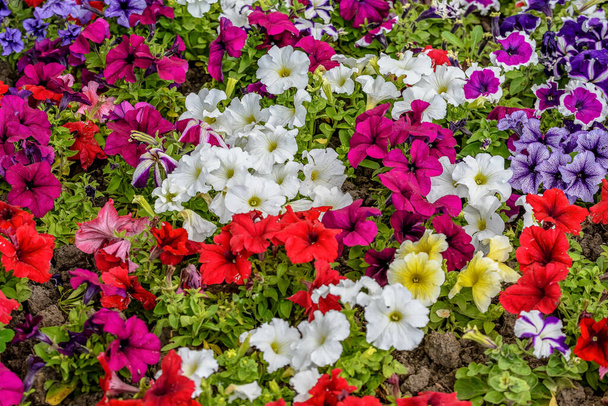 Värikkäitä Petunia axillaris kukkia kevätpuutarhassa, valkoisia, punaisia ja vaaleanpunaisia tuoreita kukkia puutarhassa aurinkoisena kevätpäivänä - Valokuva, kuva