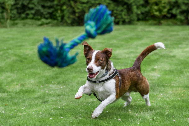  fröhlicher Hund, der mit einem Kuscheltier auf dem Rasen spielt. Selektiver Fokus. - Foto, Bild
