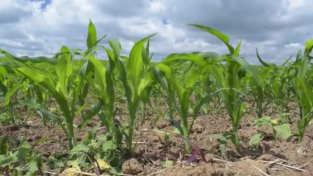 Campo de maíz verde en el este de Bulgaria en el verano - Imágenes, Vídeo