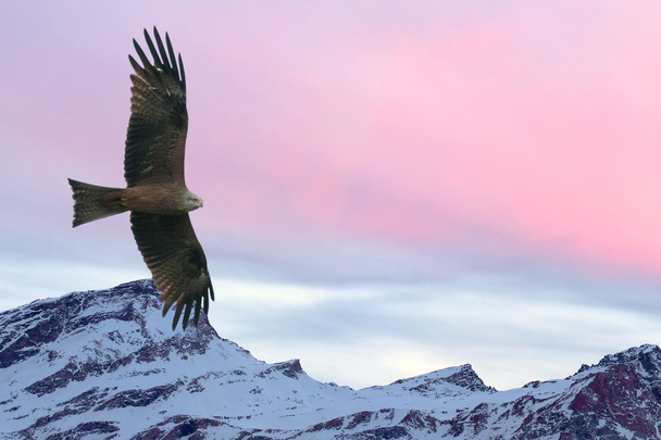 Águila volando sobre fondo rosa de montaña puesta de sol
 - Foto, Imagen