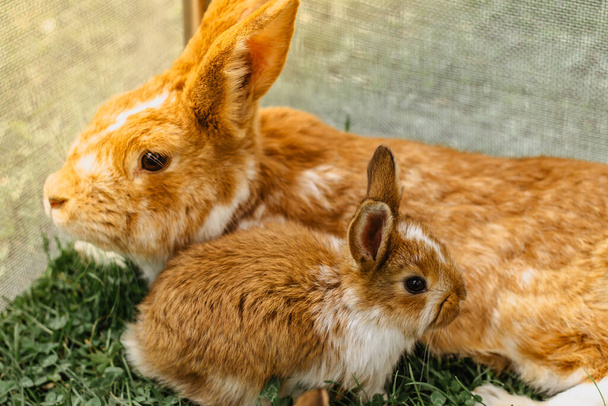 庭に座っている国内のウサギのグループ。ママが草を食べている小さなウサギ。新生児の動物や両親。 - 写真・画像