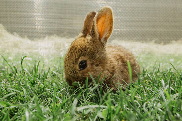 A small brown domestic rabbit sitting in the garden and eating grass.Newborn animal.Funny adorable baby rabbit asking for food.Cute Easter bunny close up.Pet for childern.Rural life in spring - Photo, Image