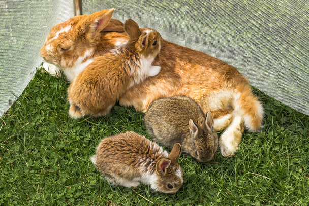 Un grupo de conejos domésticos sentados en el jardín.Pequeños conejos con mamá comiendo pasto. Animales recién nacidos y padres. Divertidos conejos bebés adorables descansando. Lindo conejito de Pascua de cerca. Familia de animales - Foto, imagen