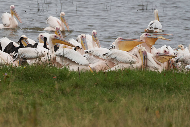 Grande pellicano bianco Pelecanus onocrotalus noto anche come orientale bianco pellicano rosa pellicano o bianco pellicano Lago Africa
 - Foto, immagini