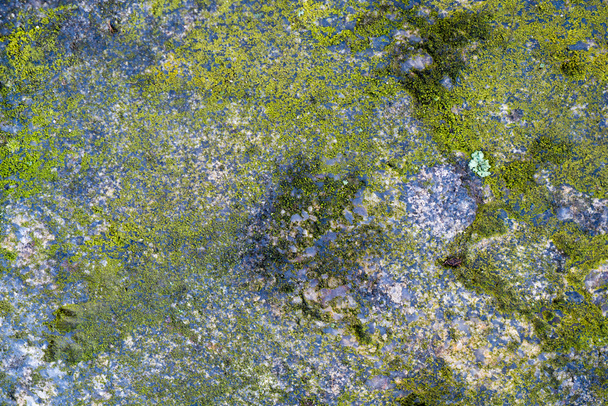 Dreck schwimmt auf einem Teich - Foto, Bild
