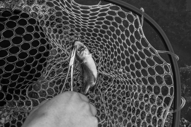 Forel vissen op het meer - Foto, afbeelding