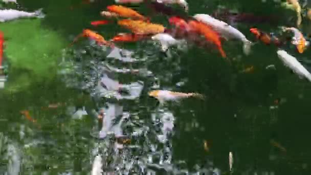 Carpe royale dans l'étang. Koï japonais en vue sur l'eau. Carpe brocart dans l'eau. Du poisson sacré. Poissons domestiques décoratifs issus de la sous-espèce Amour
 - Séquence, vidéo