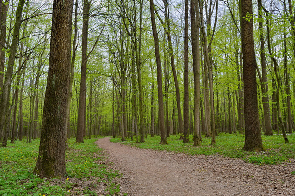 Forest path among tall, green trees in spring. - Fotografie, Obrázek