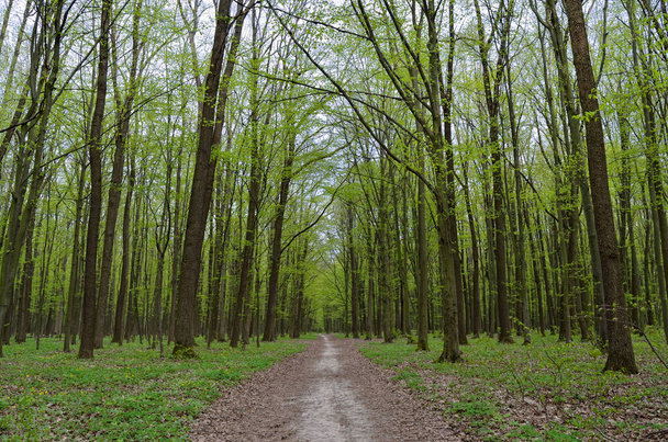 Forest path among tall, green trees in spring. - Zdjęcie, obraz