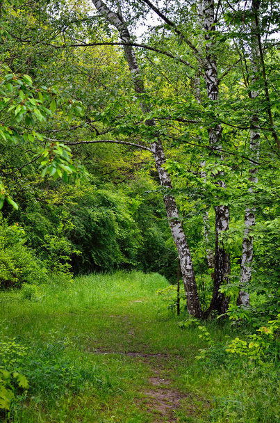 Forest path among green grass and branching trees - Foto, imagen