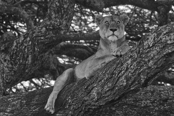 Leona trepadora Serengeti - León blanco y negro bnw
 - Foto, Imagen
