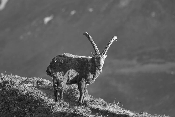 Capricorn Alpine Ibex Capra ibex Mountain Svájci Alpok Fekete-fehér táj táj - Fotó, kép
