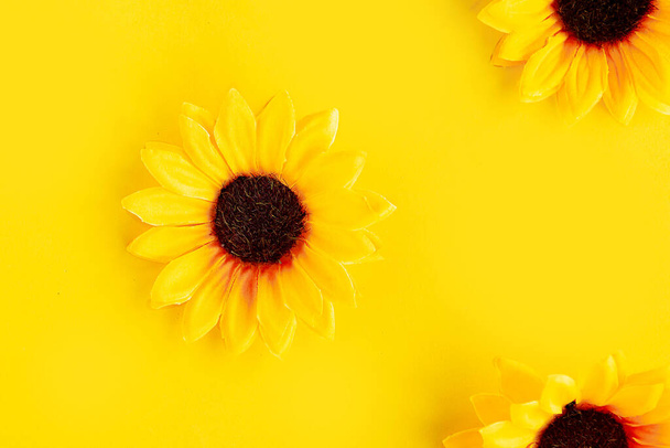 Beautiful fresh sunflower on bright yellow background. Autumn or summer Concept, agriculture. Sunflower natural background. Flower card - Fotoğraf, Görsel