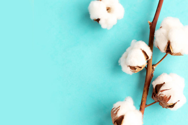 cotton branch on blue pastel background flat lay top view copy space - Photo, Image