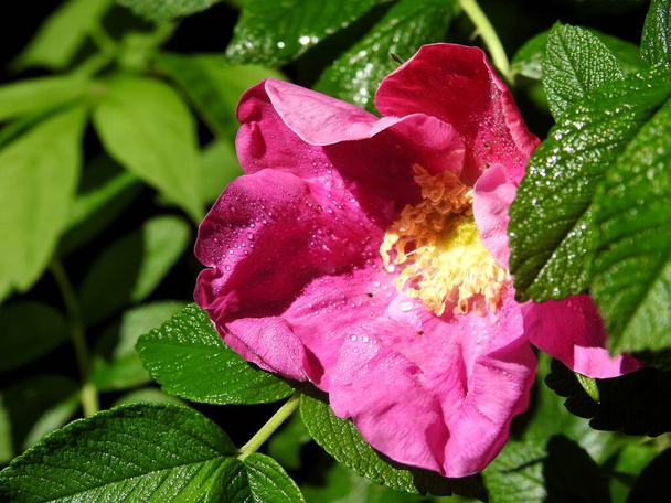 красиві квіти дикої троянди крупним планом
 - Фото, зображення