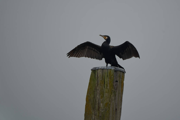  Grande corvo Phalacrocorax carbo preto shag grande Retrato
 - Foto, Imagem