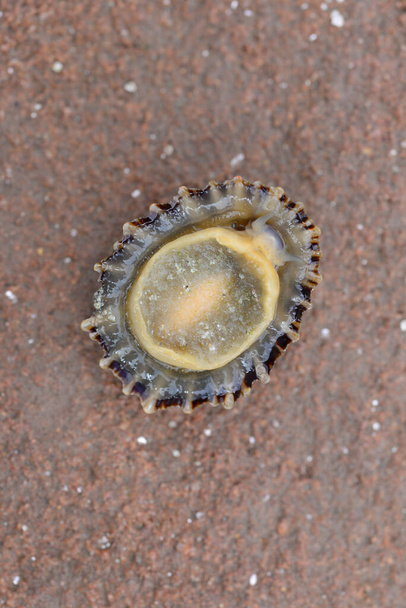 Detail of a limpet on a beach - Photo, Image