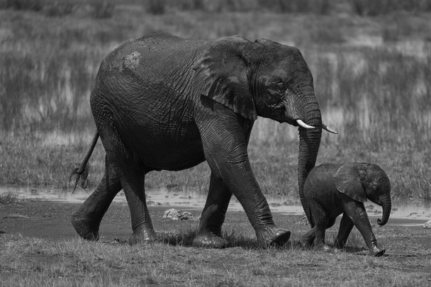 Elefante Bebê Amboseli - Big Five Safari bebê elefante arbusto Africano Loxodonta africana
 - Foto, Imagem