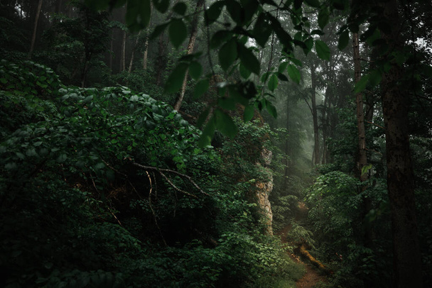 Niebla y niebla en un misterioso bosque oscuro con rayos de luz brillando en el camino
. - Foto, imagen