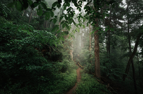 Brouillard et brouillard dans une mystérieuse forêt sombre avec des rayons lumineux brillants sur le chemin. - Photo, image