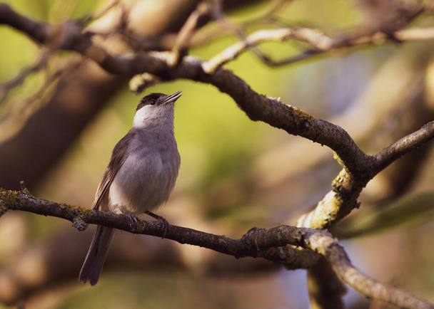 északi sípoló kis madár egy fa kéreg portré közeli - Fotó, kép