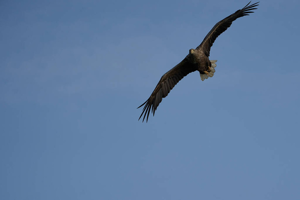 White tailed Eagle Catching ankerias Raptor järven metsästys siivet Flying - Valokuva, kuva