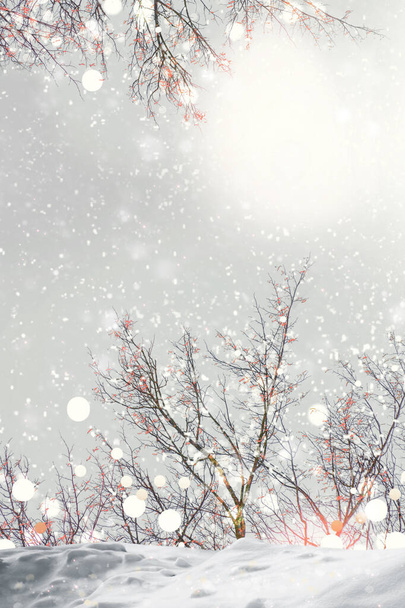 Jäädytetty talvi metsä lumen peitossa puita. ulkona - Valokuva, kuva