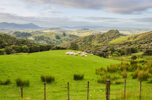 Schafe fressen Gras in den Bergen der Nordinsel Neuseelands - Foto, Bild