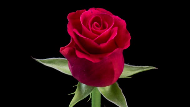Čas vypršel od rozkvetlé červené růže. Život a smrt krásná růže. Close up Timelapse of blossom velký jediný květ na černém pozadí. - Záběry, video