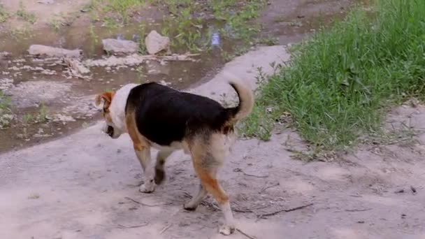 Een ongelukkige hond zonder meester wilde water drinken uit een plas.  - Video
