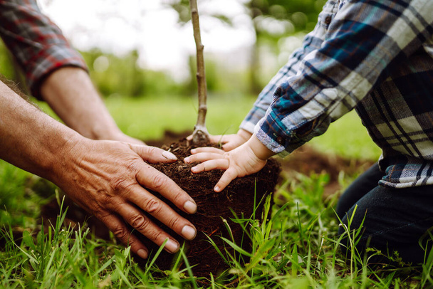 Hands of grandfather and little boy planting young tree in the garden. Planting a family tree. Spring concept, nature and care. - 写真・画像