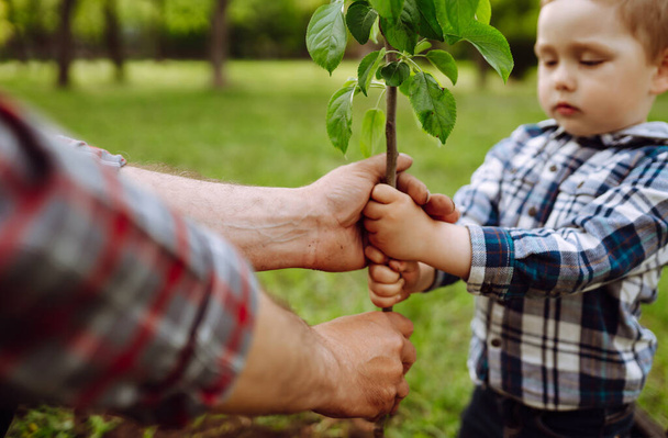 庭で一緒に働いている間、祖父が木を植えるのを手伝っている小さな男の子。楽しい庭師。春のコンセプト、自然とケア. - 写真・画像