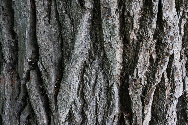 Tree bark close-up. The structure of poplar bark. - Фото, изображение