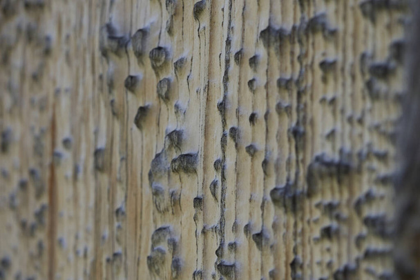 Vysoké rozlišení dřevěné textury dřevěné šedohnědé černé bílé čáry větev - Fotografie, Obrázek