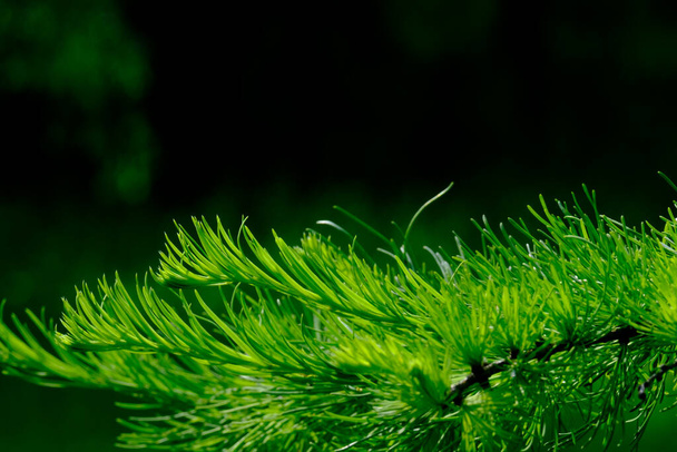 Selective focus on young green shoots of coniferous tree on a summer sunny day. Coniferous needles on a very blurry background. Copy space. - Фото, зображення