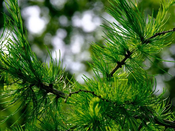 夏の晴れた日に針葉樹の若い緑の芽に焦点を当てます。非常にぼやけた背景に針葉樹の針。スペースのコピー. - 写真・画像