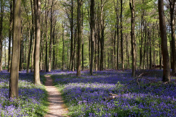 BlueBell a Wepham Woods - Foto, immagini