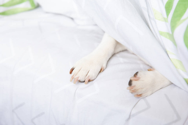 Cute white dog paws stick out from under the covers. Jack Russell Terrier is hiding under the blanket. Morning, I do not want to wake up. Closeup, selective focus. - Фото, зображення