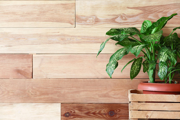 Green houseplant in box near wooden wall - Фото, изображение