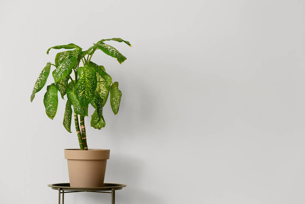 Green houseplant on table against light background - Photo, Image