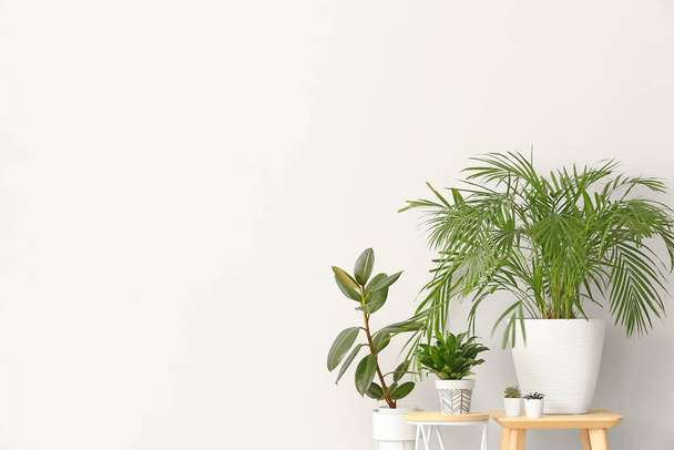 Зеленые комнатные растения на столах на светлом фоне
 - Фото, изображение
