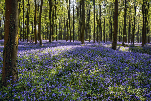 Bluebells em Wepham Woods
 - Foto, Imagem