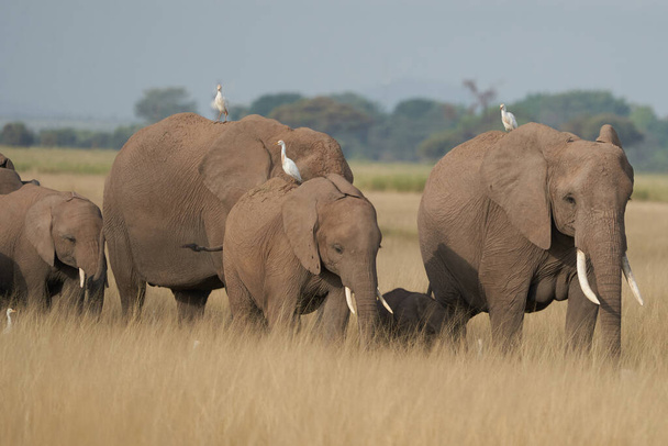 Elephant Group Amboseli - Big Five Safari garza blanca elefante africano Loxodonta africana
 - Foto, Imagen