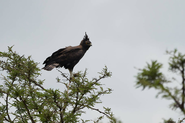  Aigle couronné Aigle couronné africain Faucon Stephanoaetus coronatus Lac Nakuru Kenya - Photo, image
