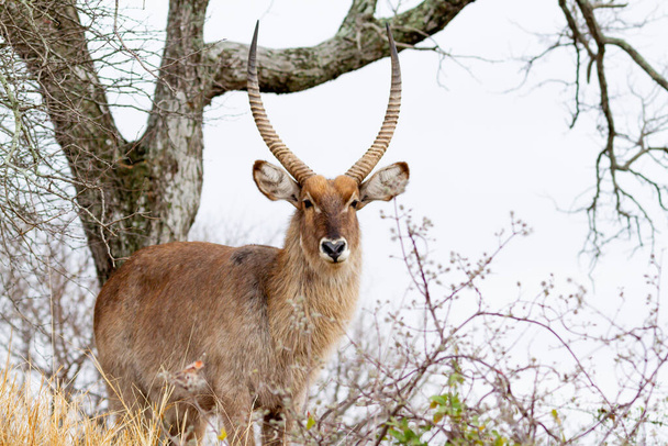 Mies Kudu antilooppi joukossa pensaita tarkkailemalla naaraat hänen haaremi ja syö yrttejä Kruger National Park Etelä-Afrikassa. - Valokuva, kuva